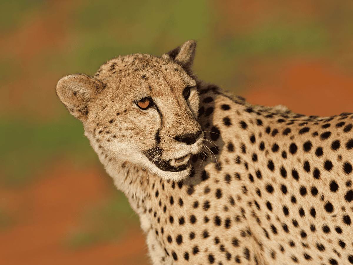 Madikwe Game Reserve Simakade