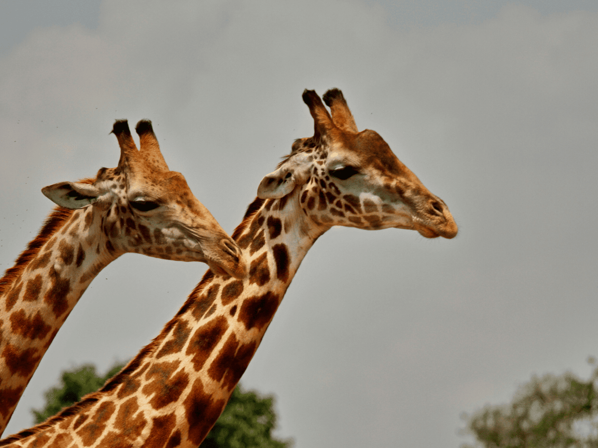 Welgevonden Simakade