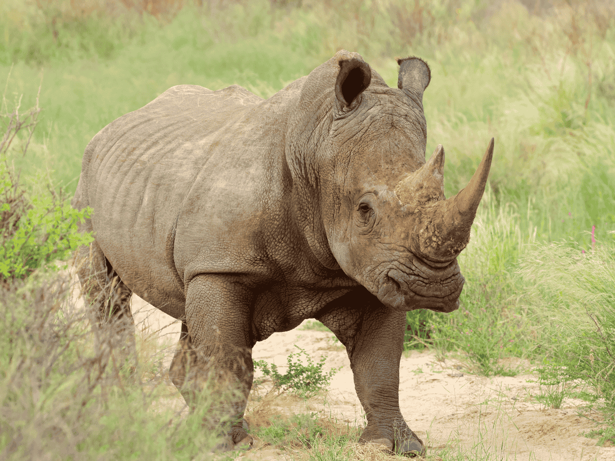 White Rhino Simakade