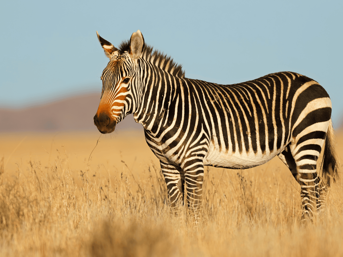 Mountain Zebra Simakade