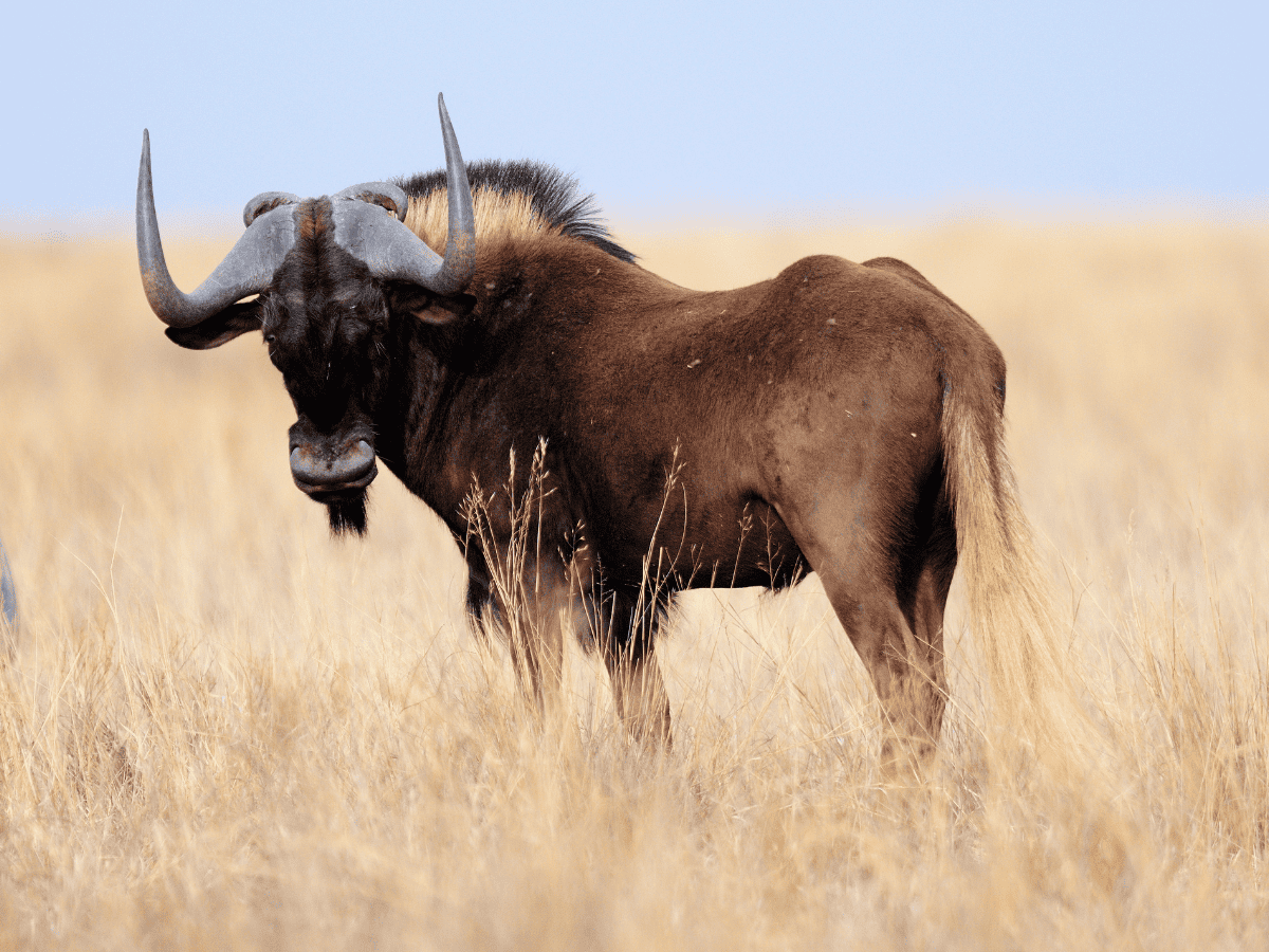 Black Wildebeest Simakade