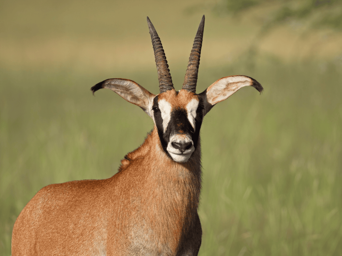 Roan Antelope Simakade