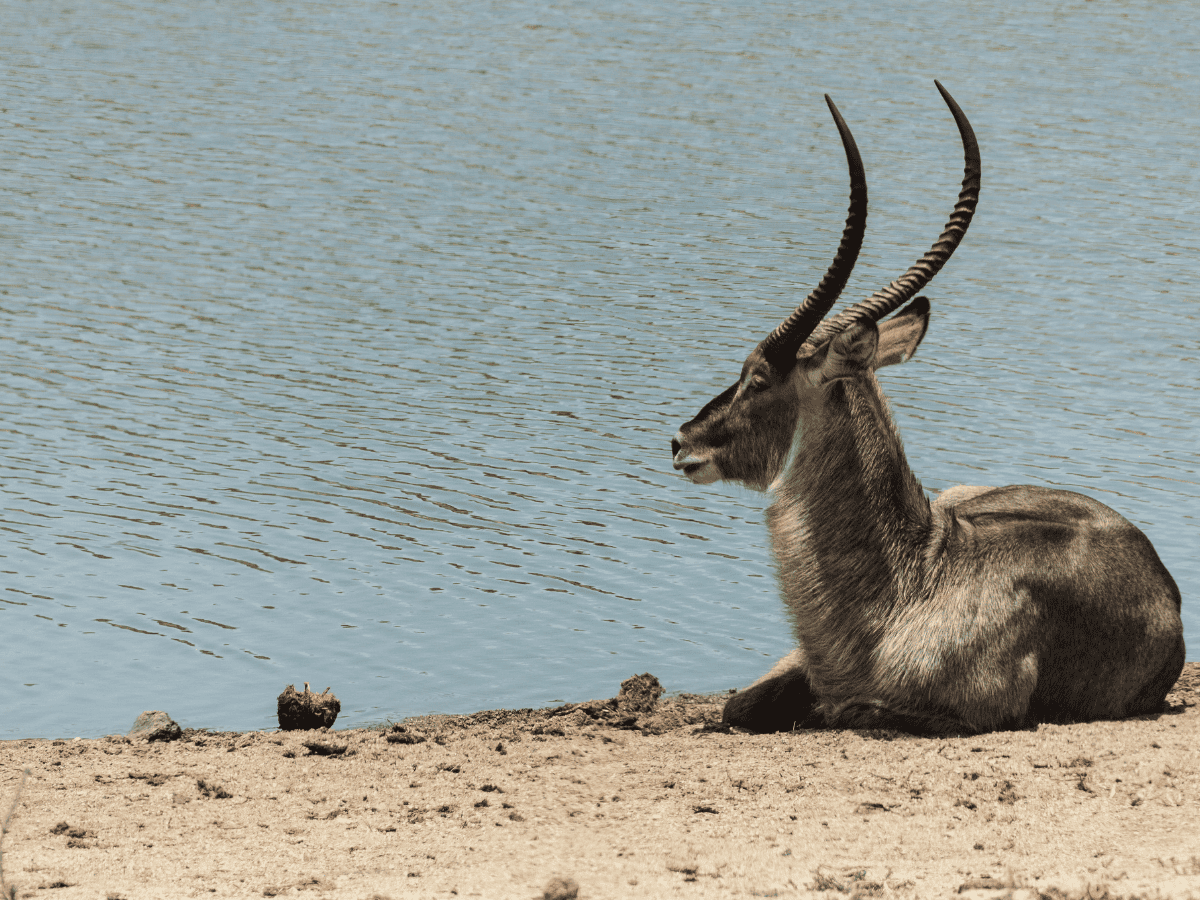 Waterbuck Simakade