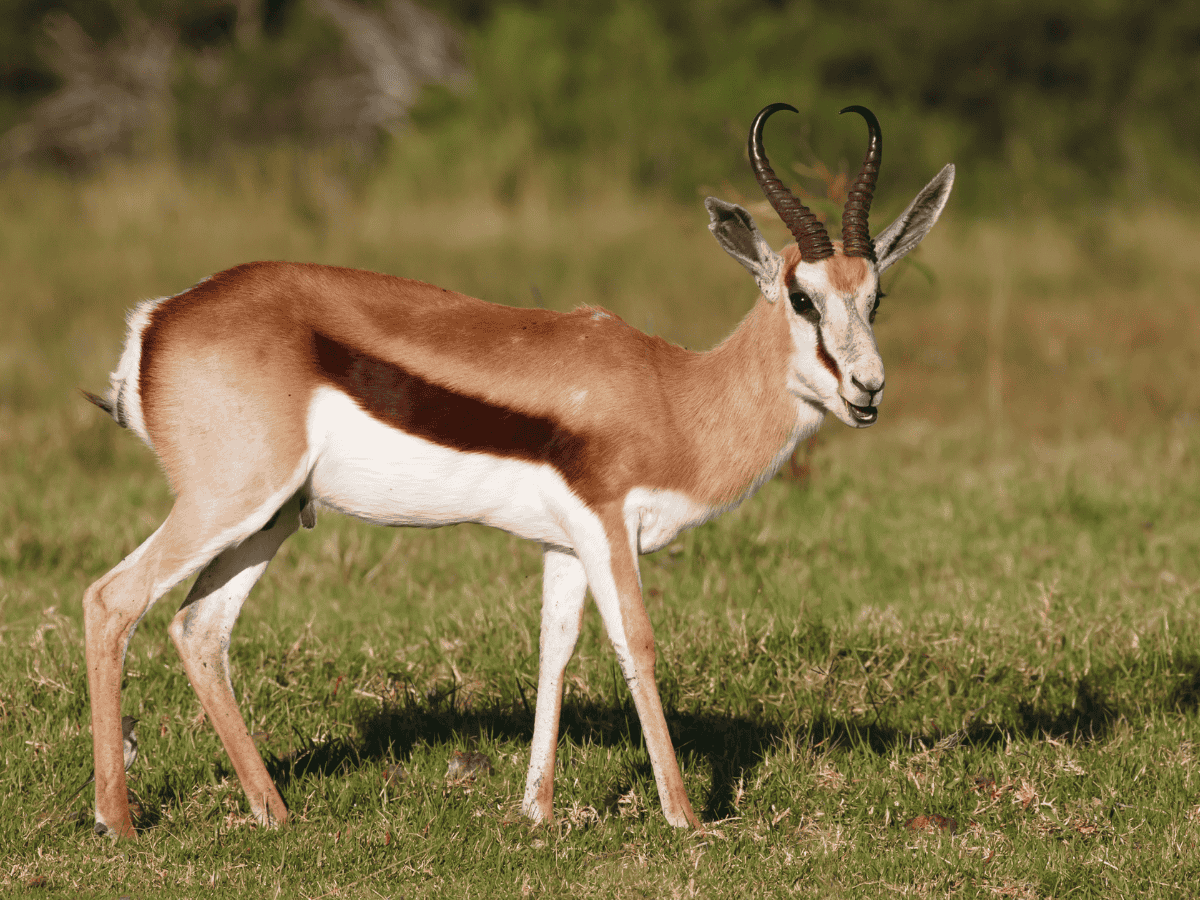 Springbok Simakade