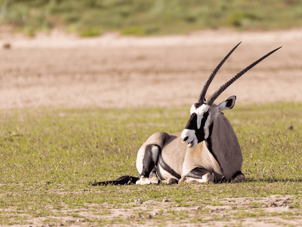 Gemsbok Simakade
