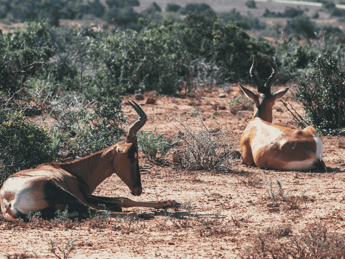 Red Hartebeest Simakade