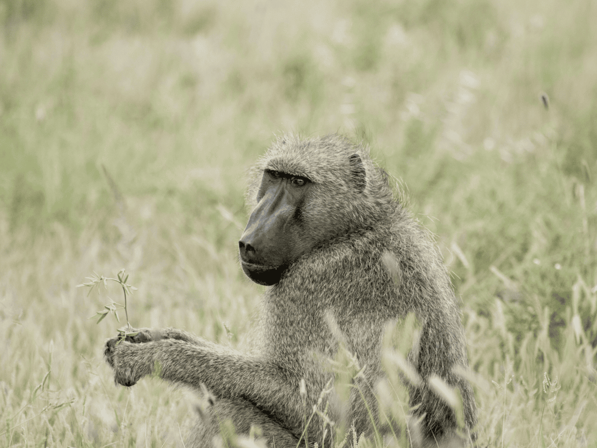 Chacma Baboon Simakade
