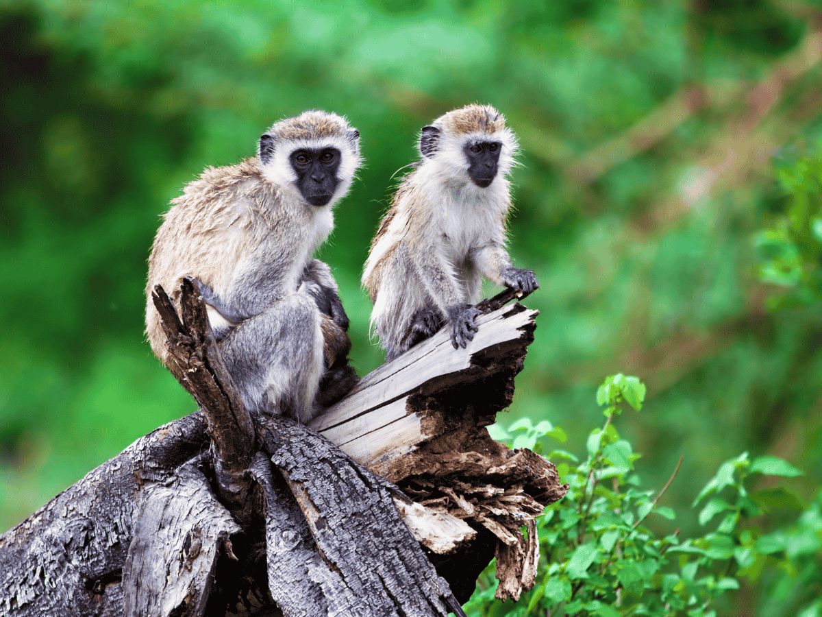 Vervet Monkey Simakade
