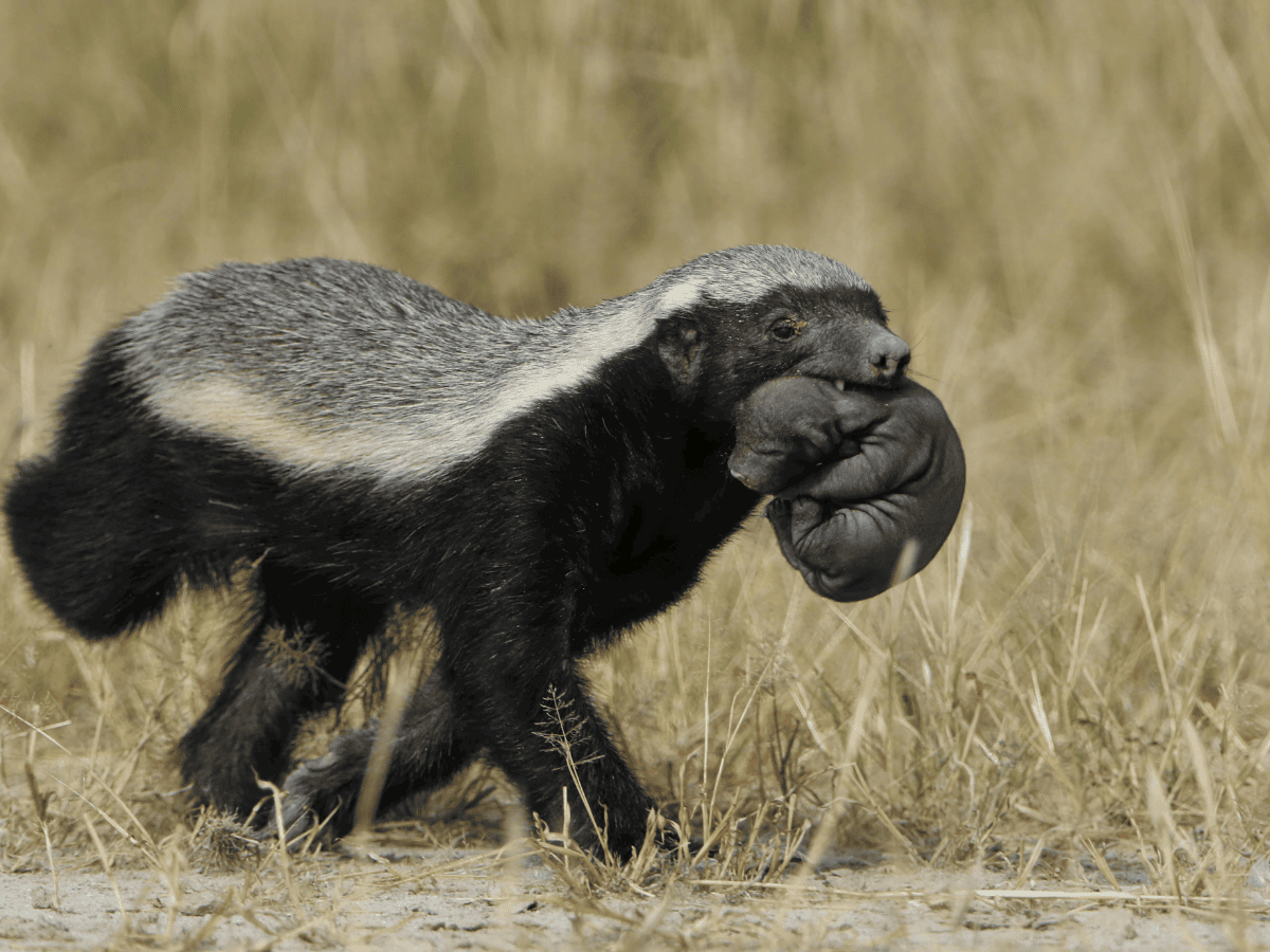 Honey Badger Simakade