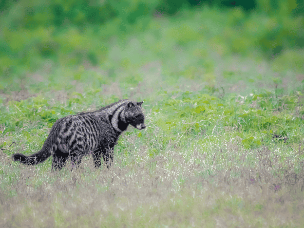 African Civet