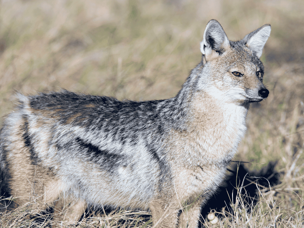 Side Striped Jackal Simakade