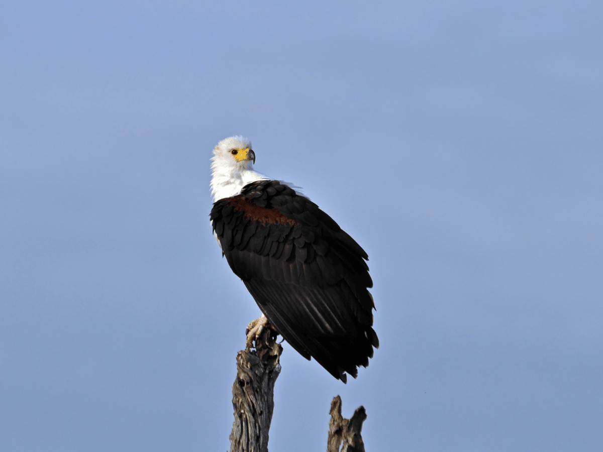 African Fish Eagle Simakade