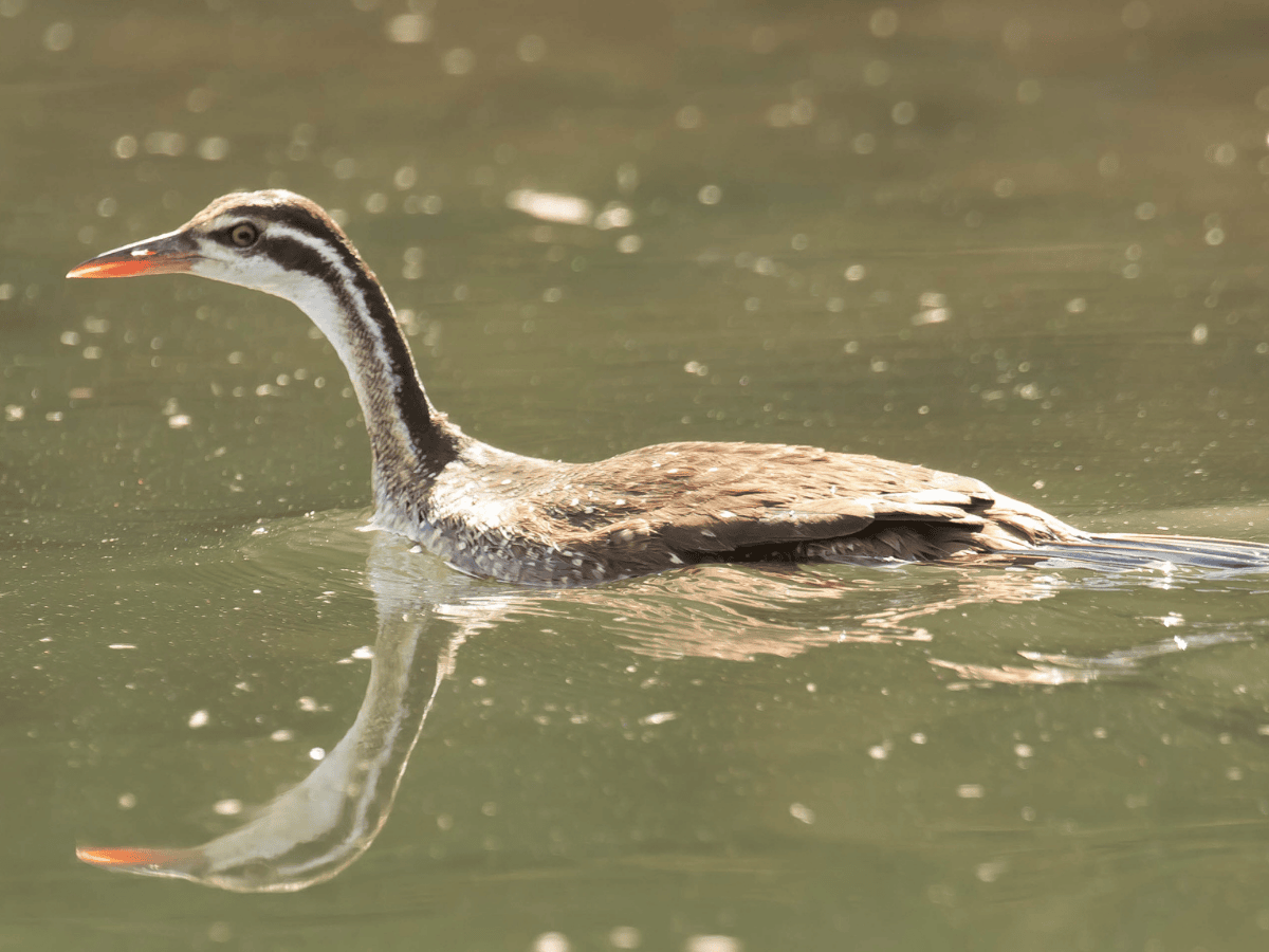 African Finfoot Simakade