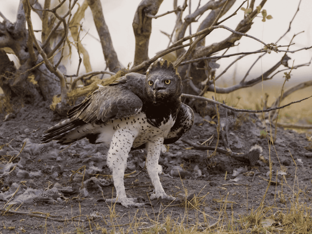 Martial Eagle