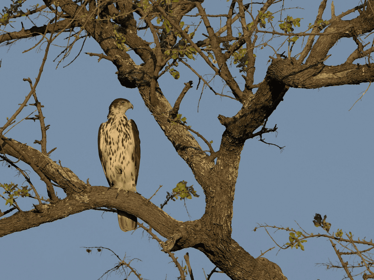 African Hawk-Eagle
