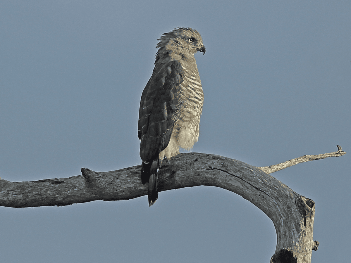 Southern Banded Snake Eagle