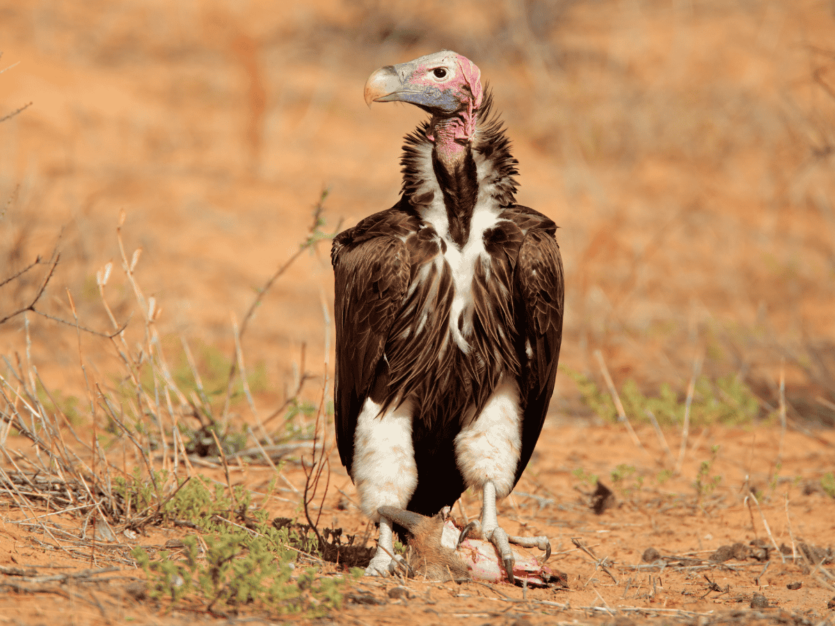 Lappet-faced Vulture