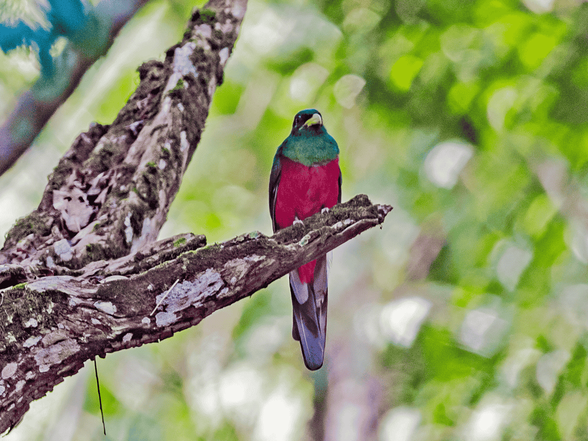 Narina Trogon