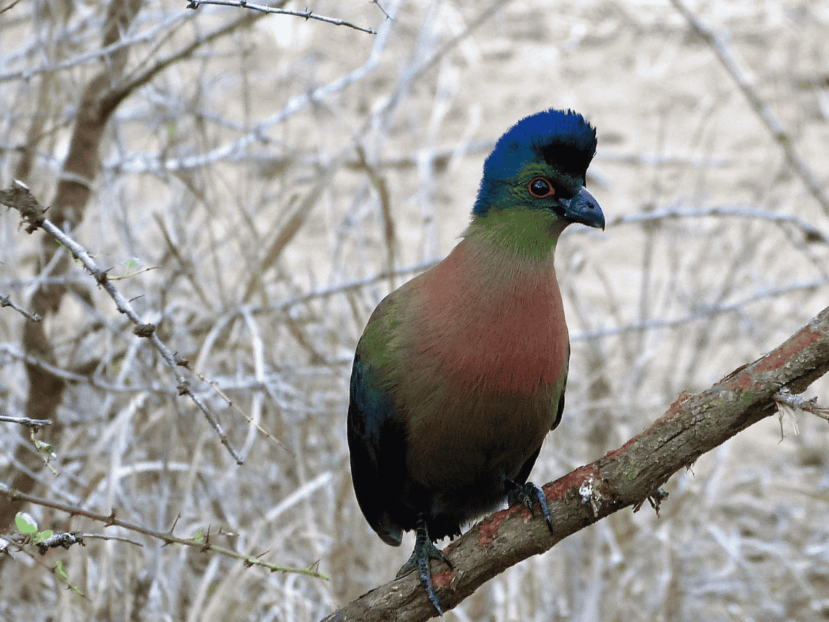 Purple-crested Turaco Simakade