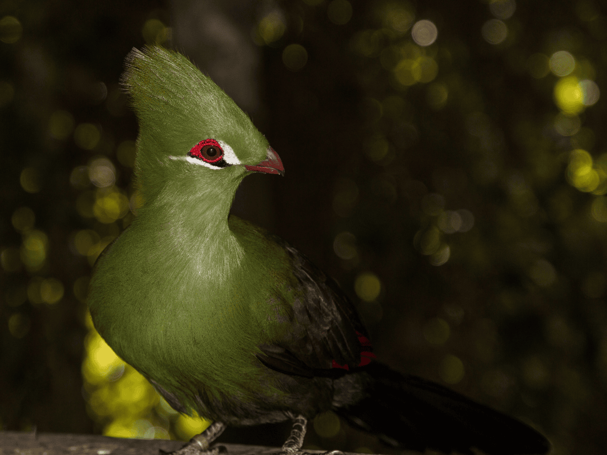 Knysna Turaco