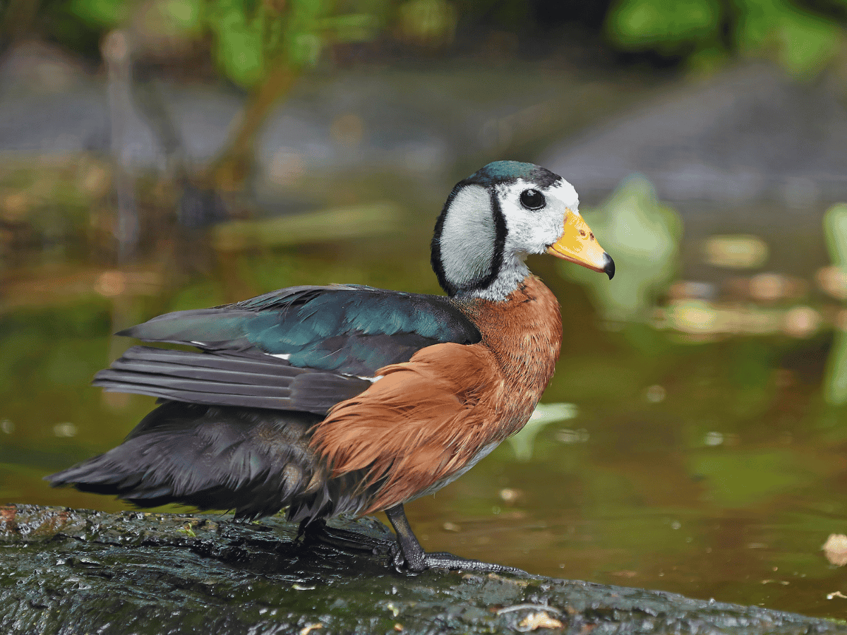 African Pygmy Goose