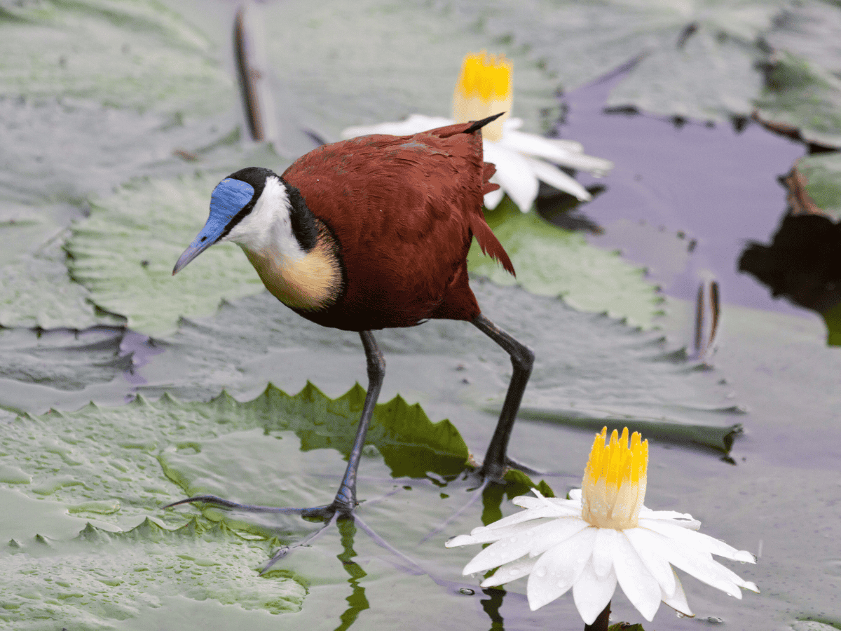 African Jacana