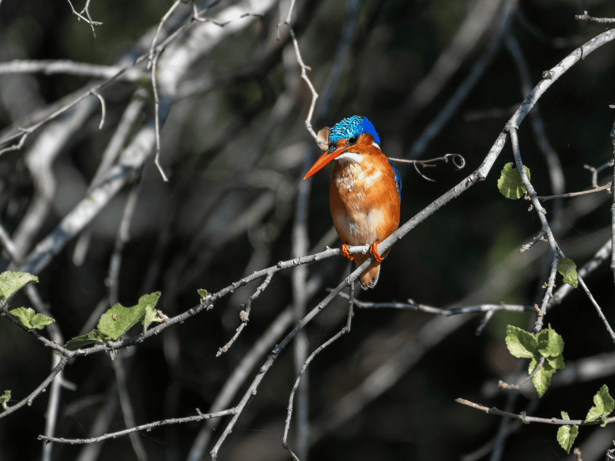 Malachite Kingfisher