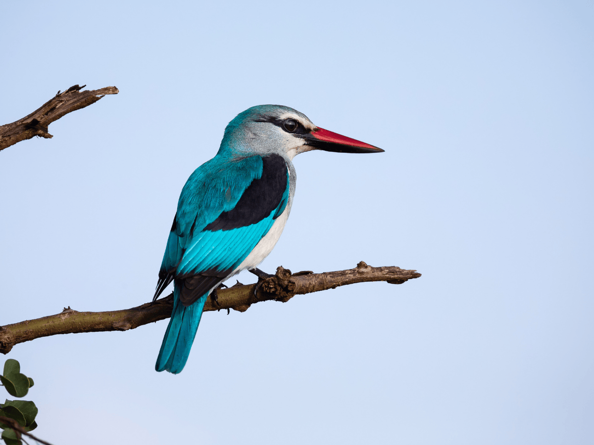 Woodland Kingfisher