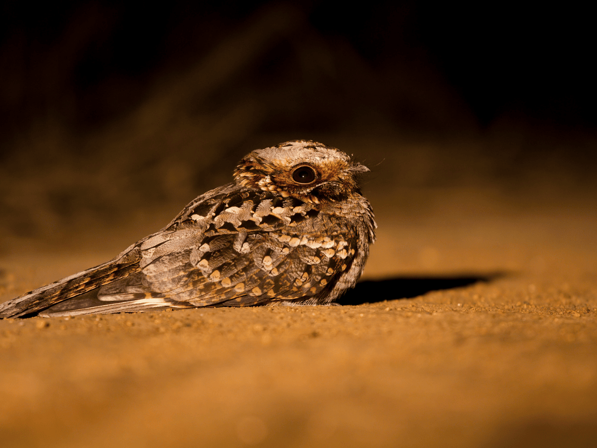 Fiery-necked Nightjar