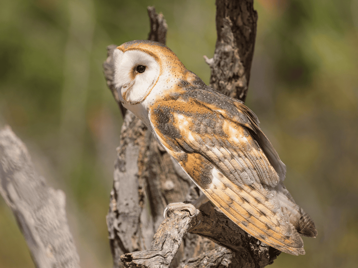 Western Barn Owl