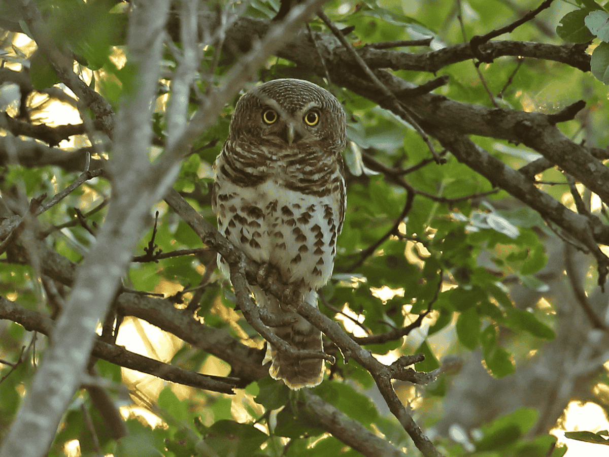 Barred Owlet