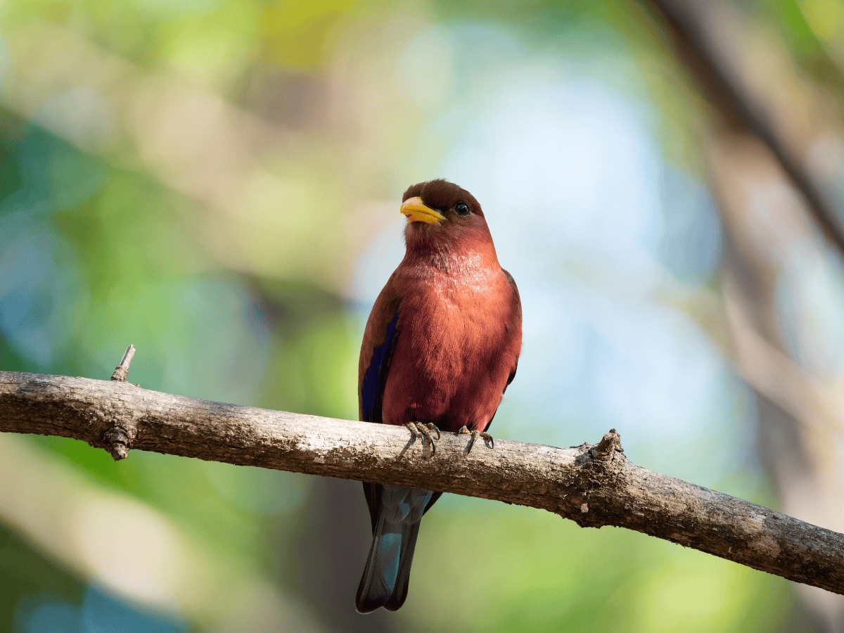 Broad Billed Roller