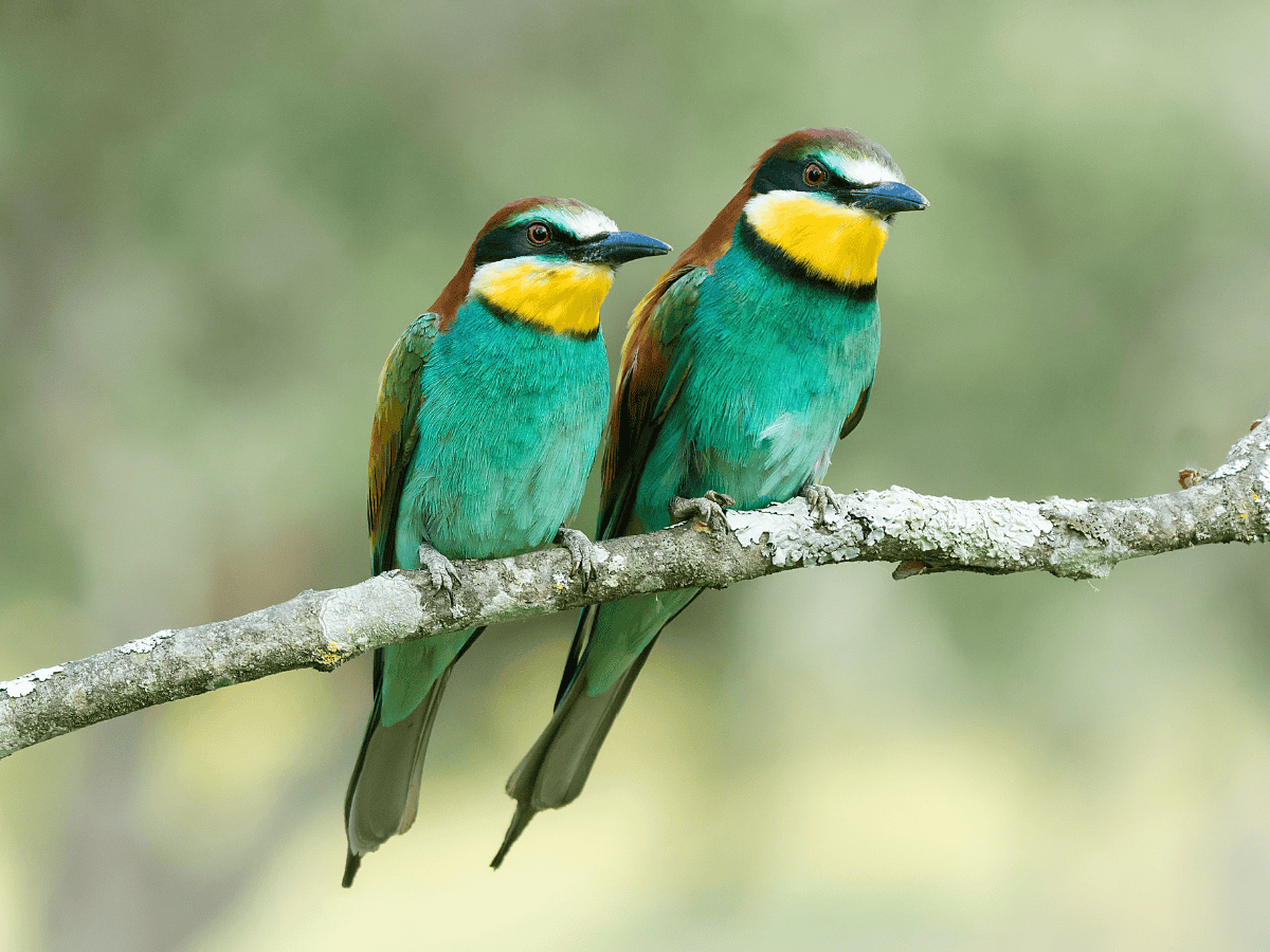 European Bee-eater