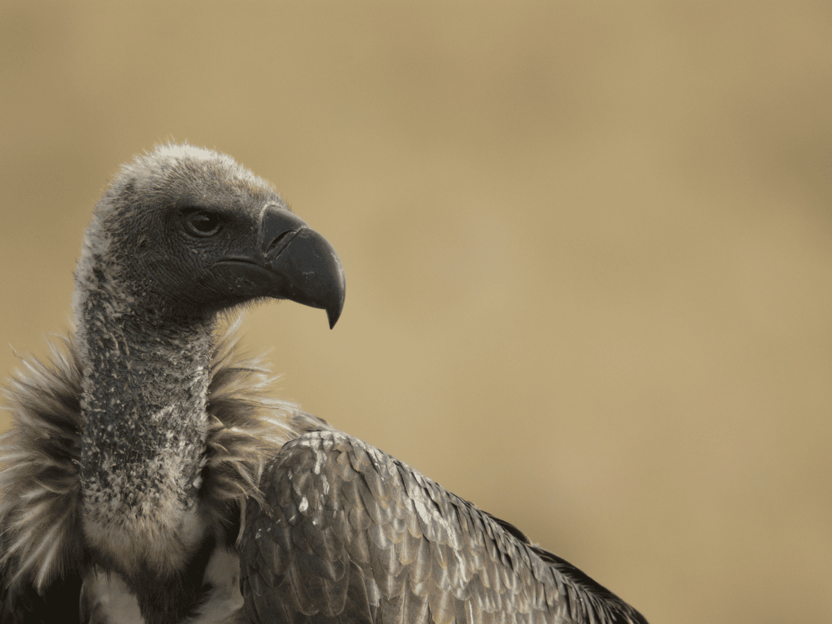 White-backed Vulture