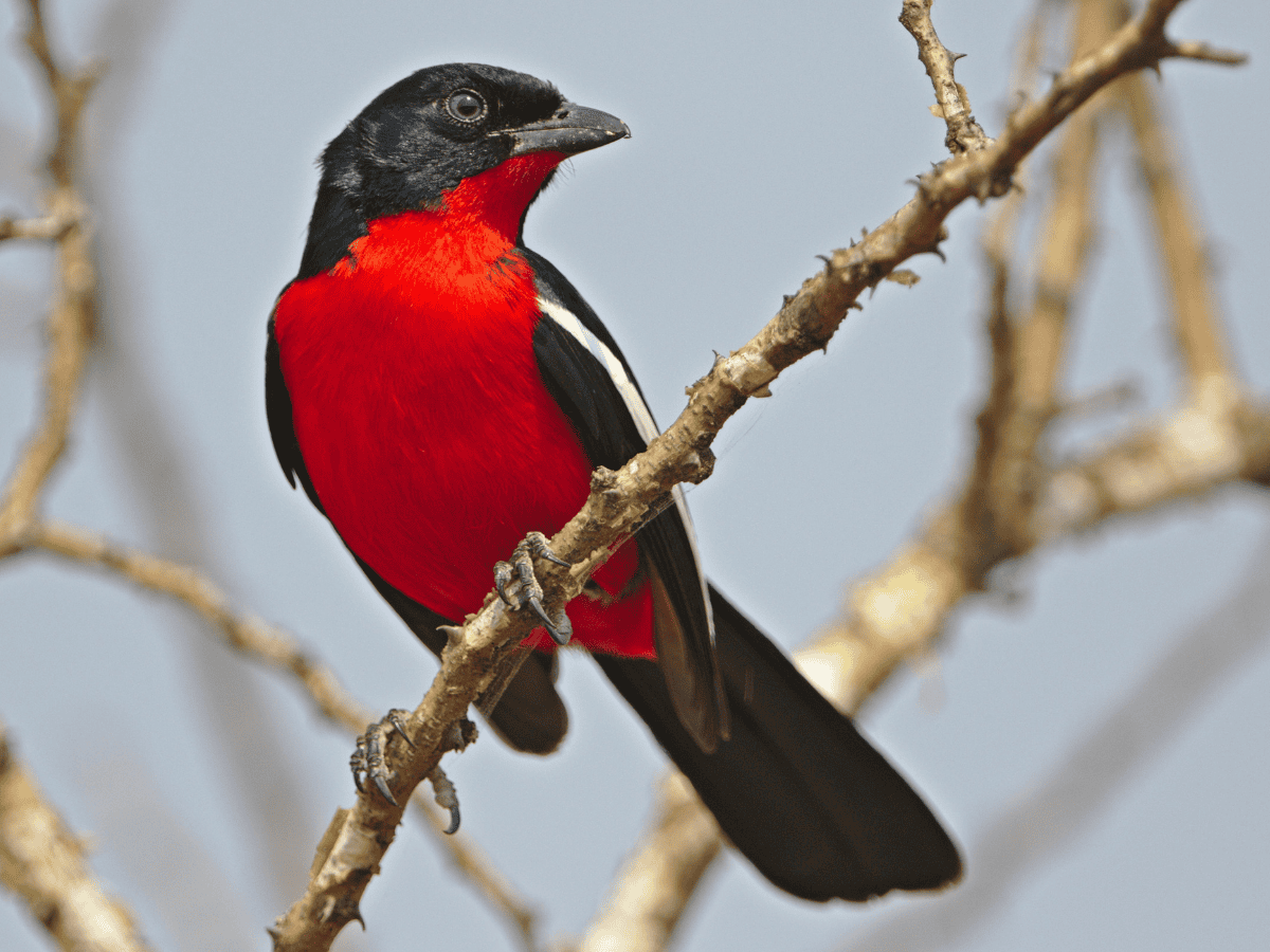 Crimson-breasted Shrike