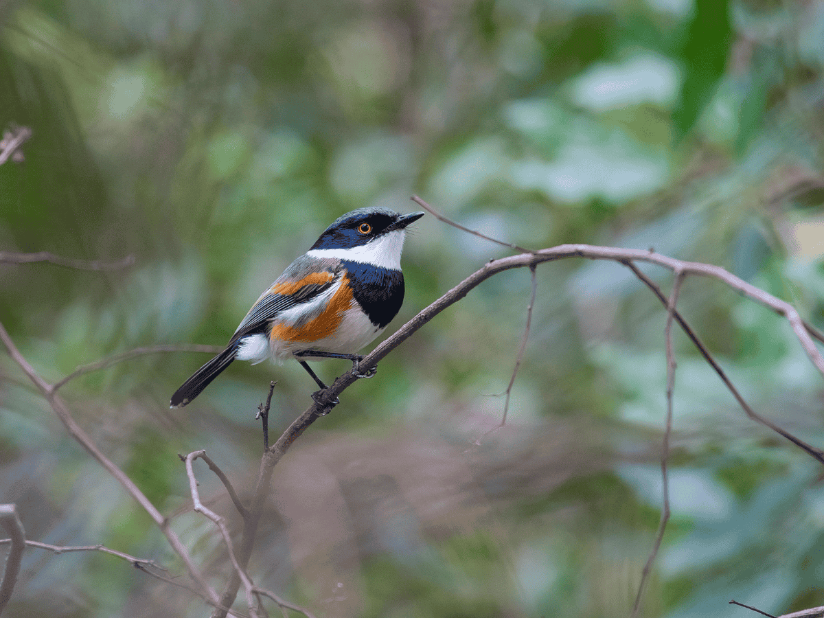 Cape Batis