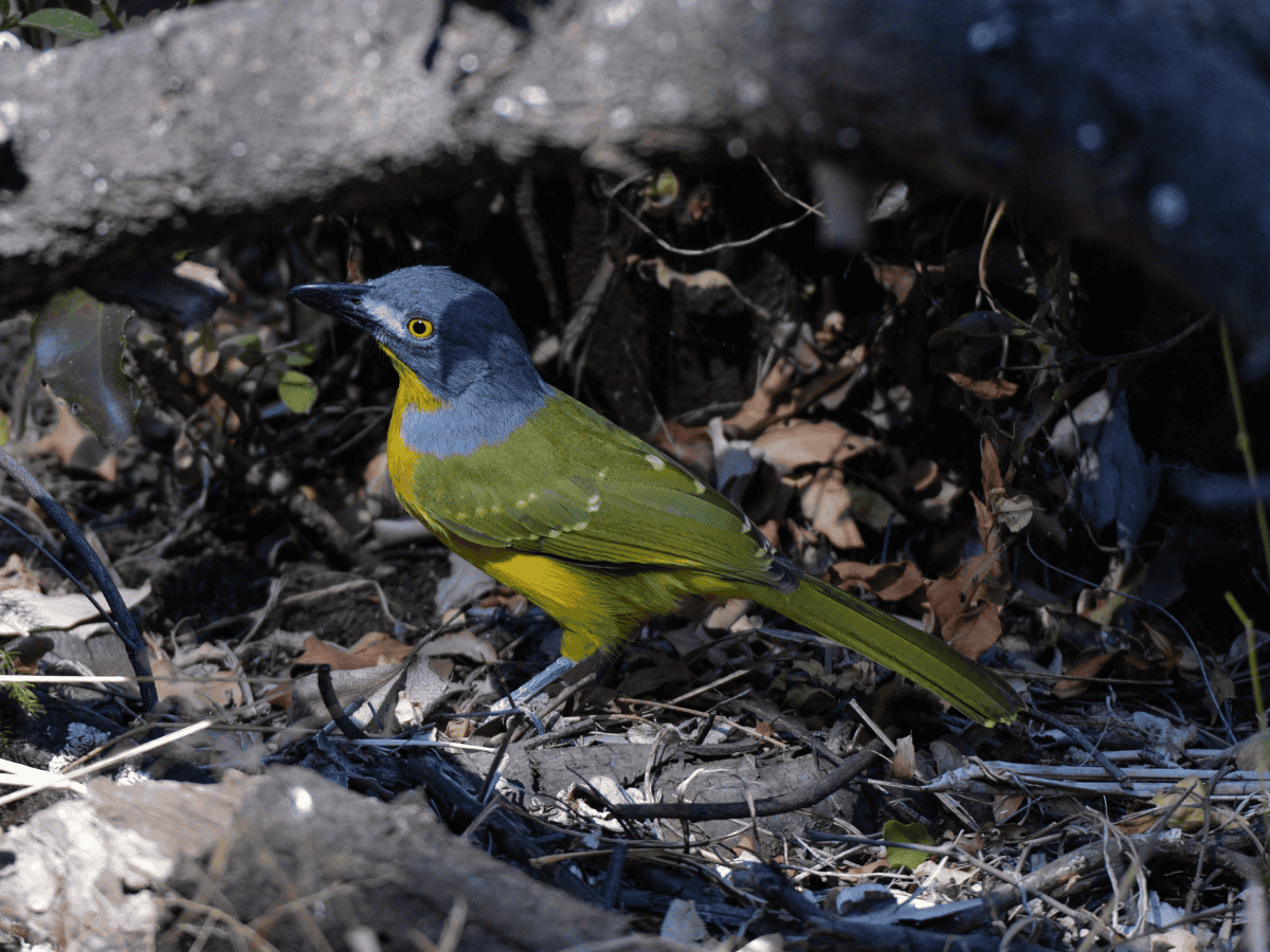 Grey Headed Bushshrike