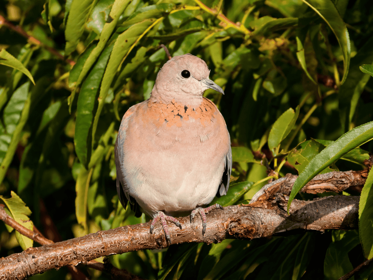 Laughing Dove