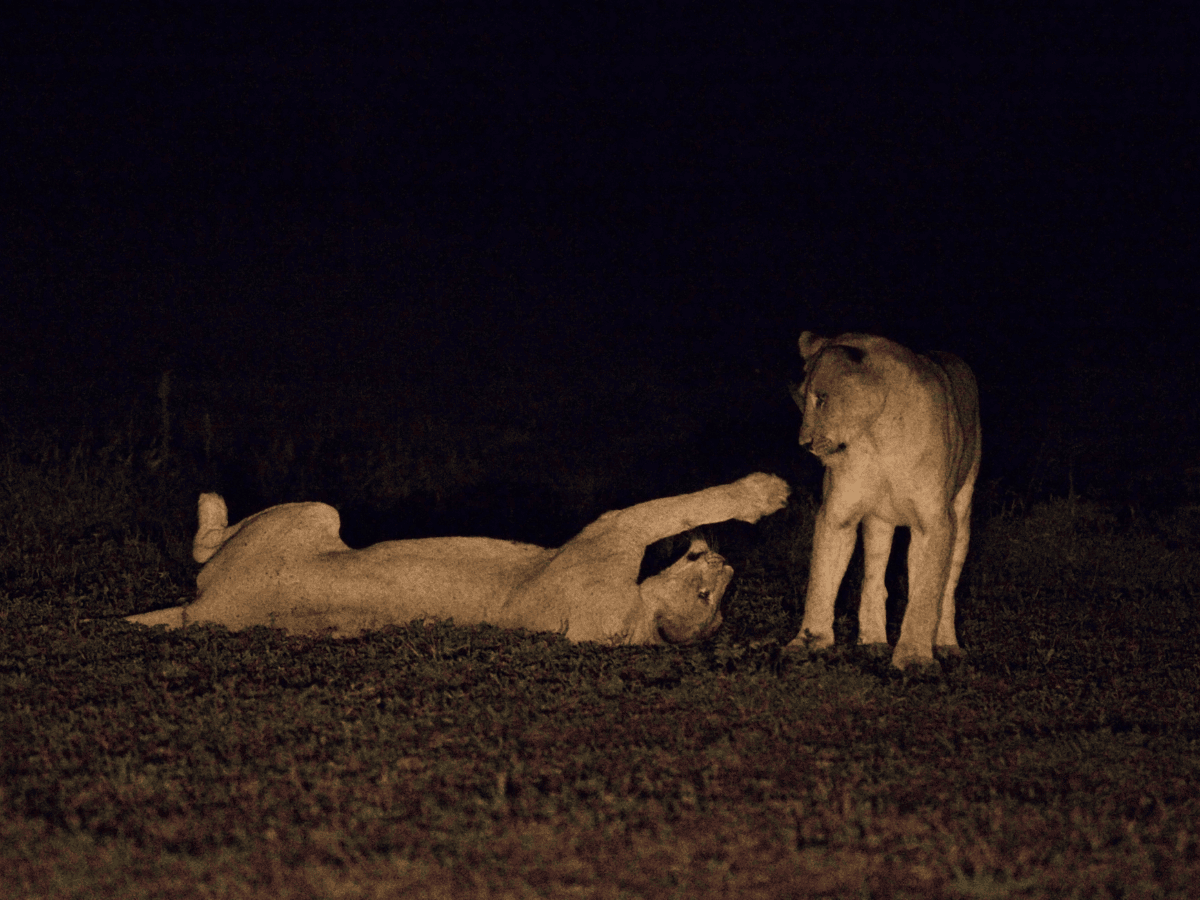 Night game drives