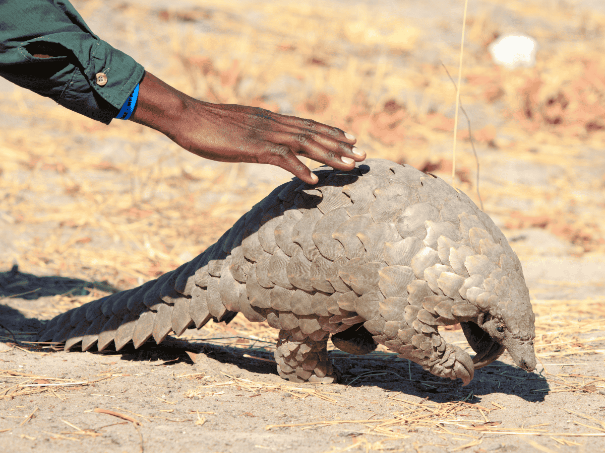 Conservation Activities