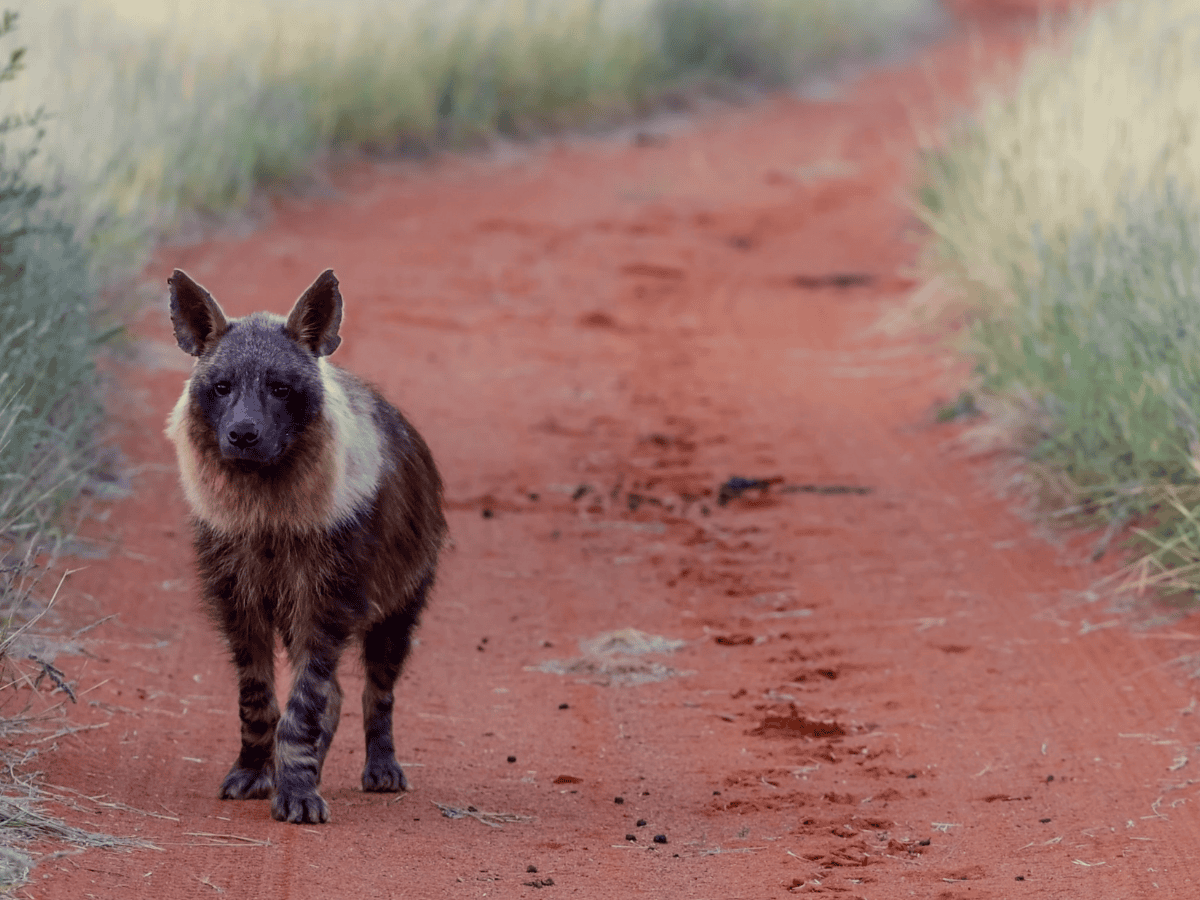Brown Hyena