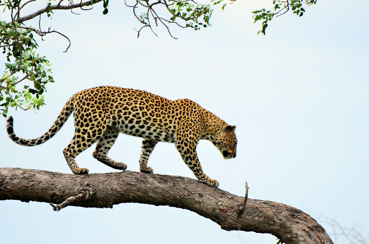 South Africa