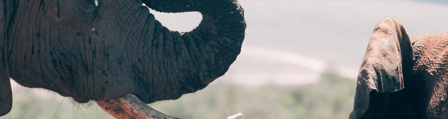 Eastern Cape Safari Region