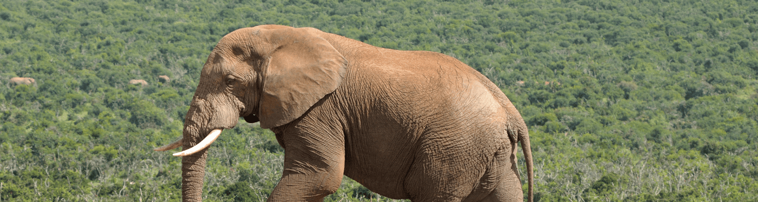 Addo Elephant National Park
