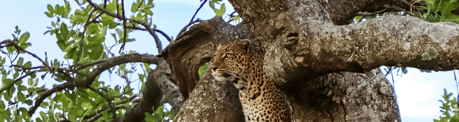 Sabi Sands Game Reserve