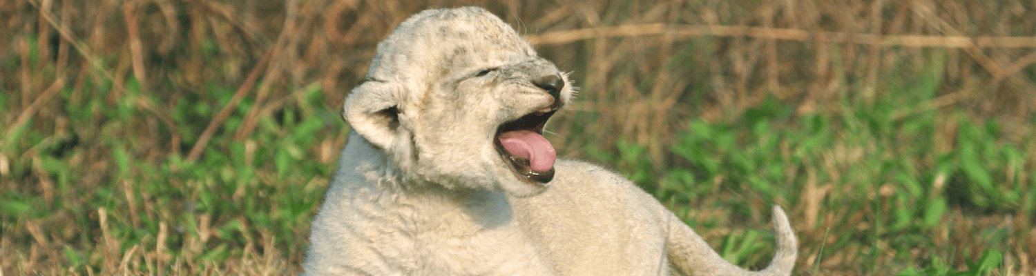 Timbavati Game Reserve