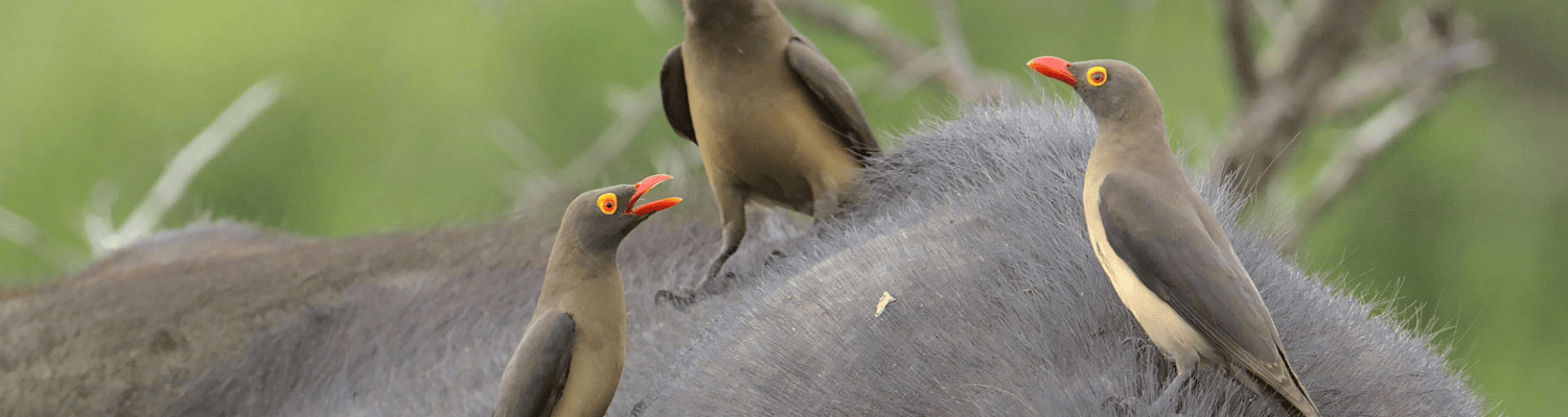 Balule Nature Reserve