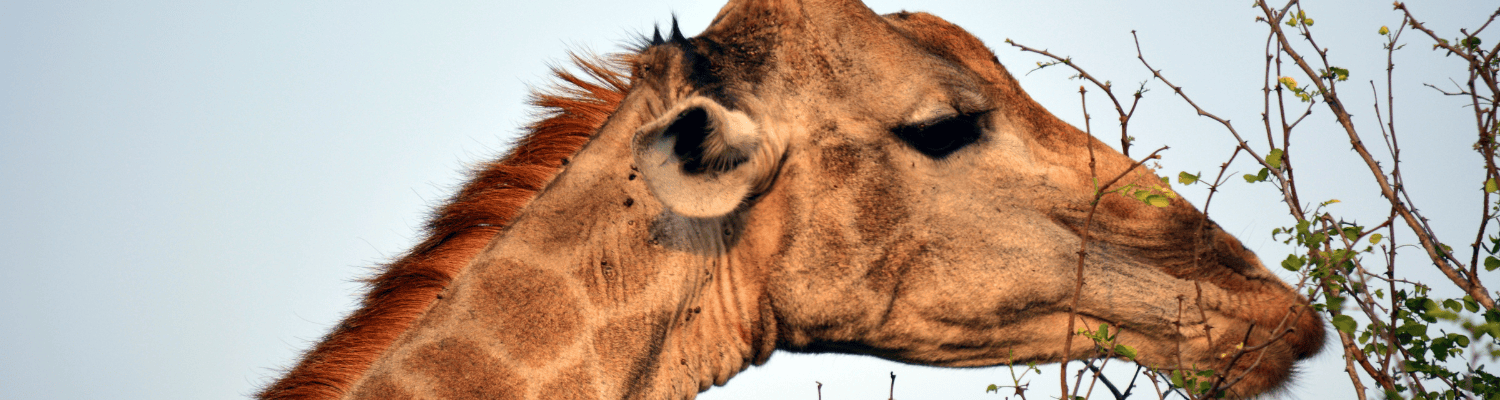 Kapama Private Game Reserve