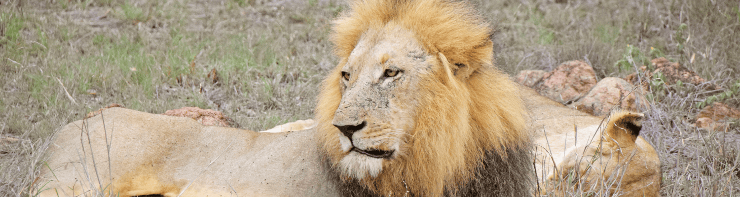 Lion Sands Game Reserve