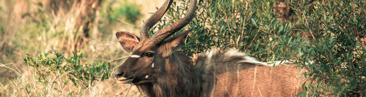 Thanda Private Game Reserve